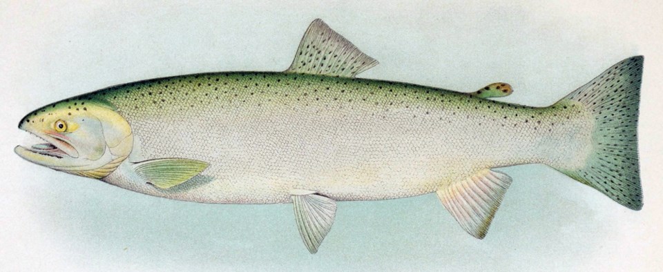 steelhead