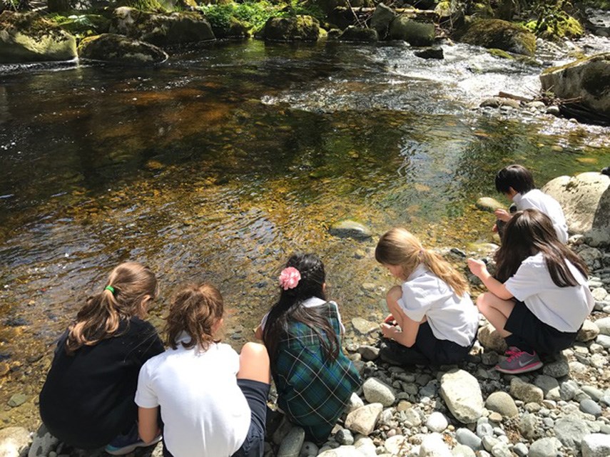 coho release