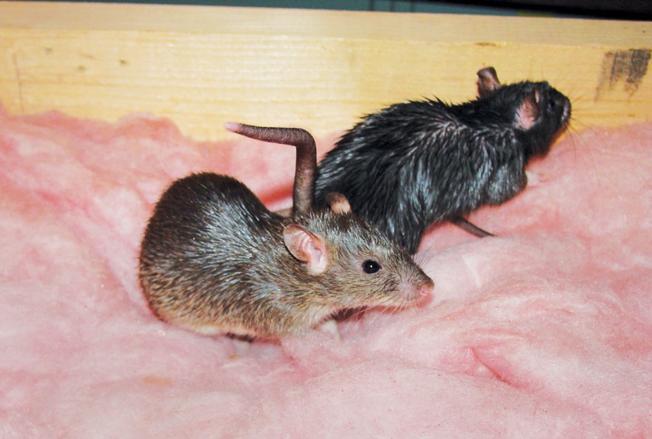 rats