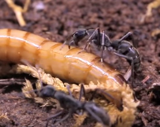 Blog The Bullet Ant Very Nasty Delta Optimist