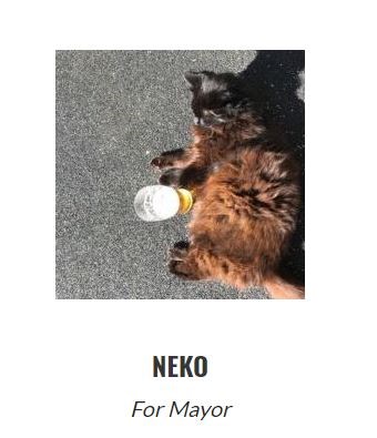 Neko cat