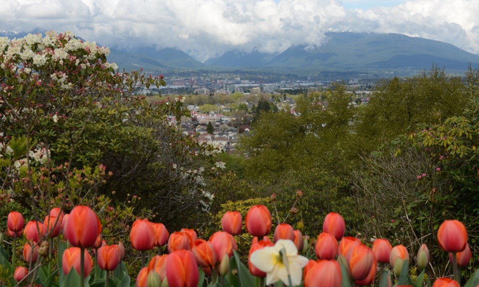 Vancouver clouds spring tulips rhododendron