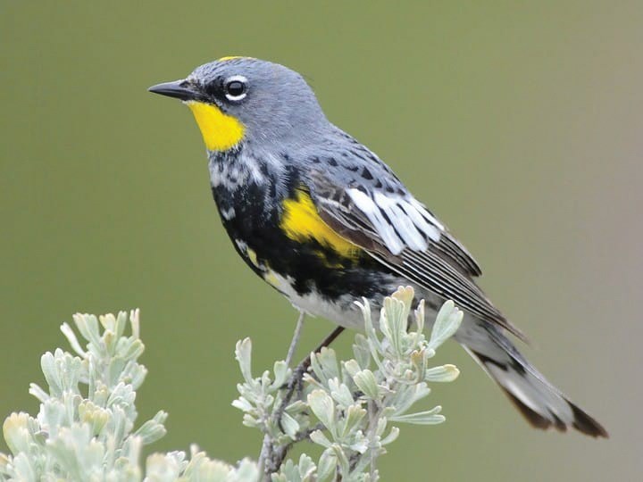 warbler
