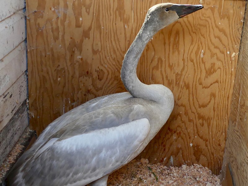 Trumpeter swan