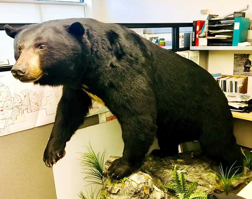 Bear