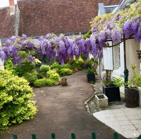 Wisteria