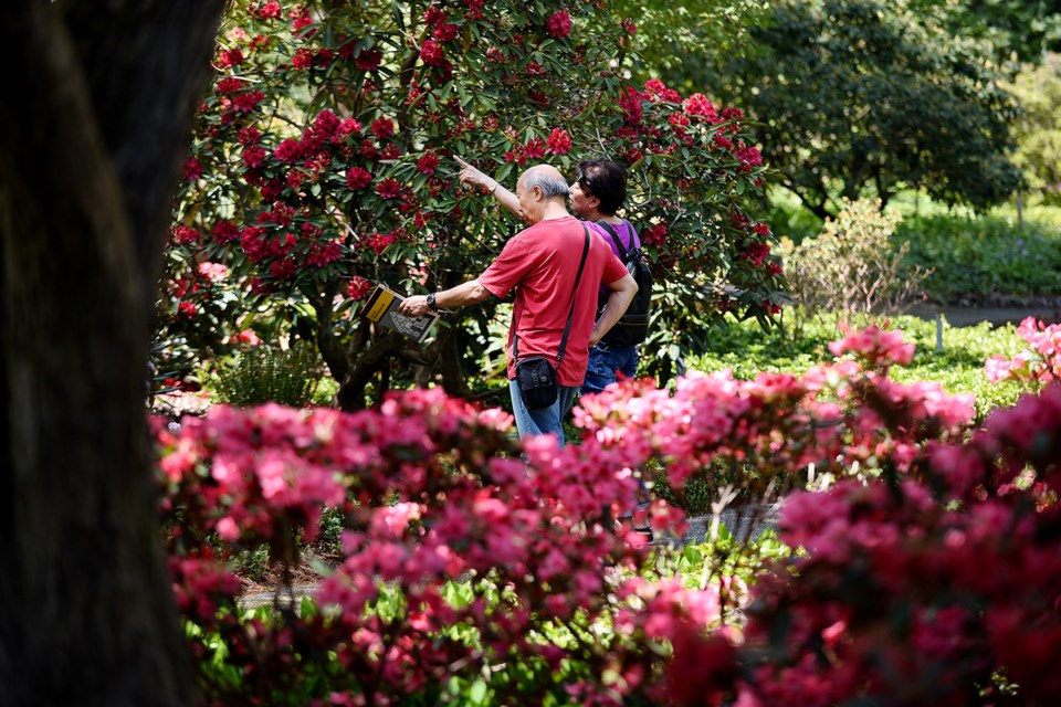 It wouldn't be RhodoFest without rhododendrons - and Mother Nature did not disappoint.
