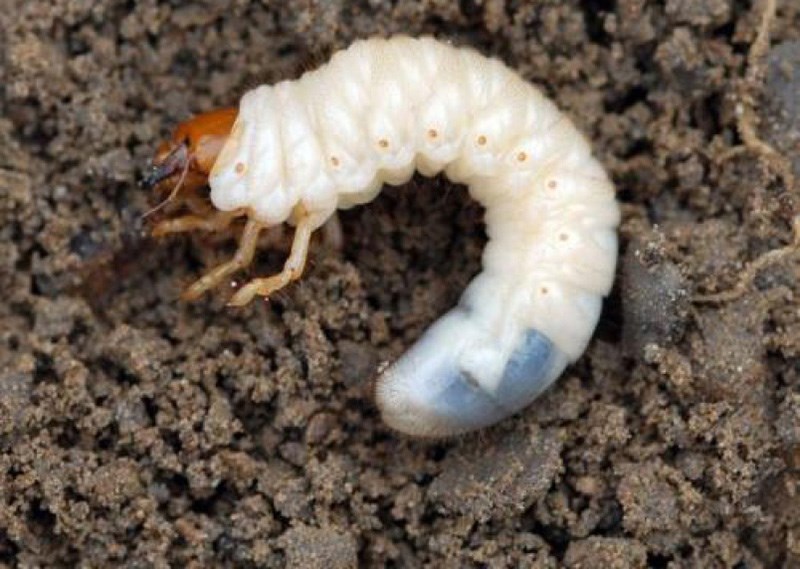 chafer beetle grub