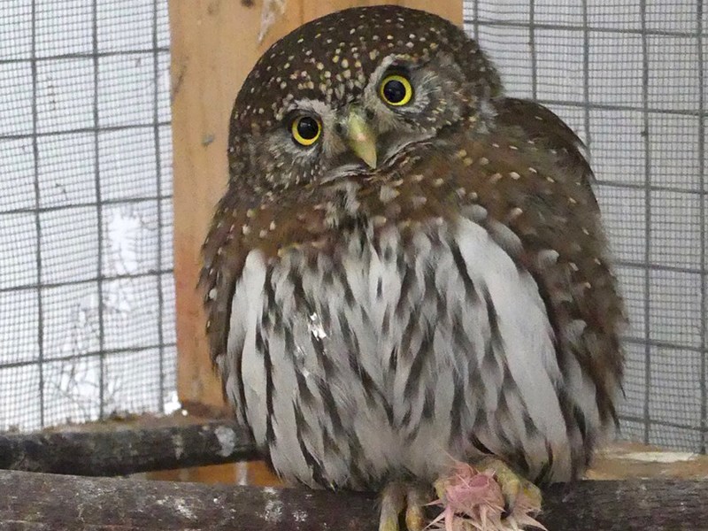 Pygmy owl