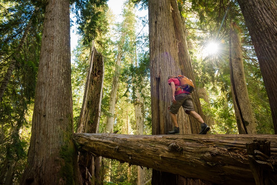 hiker on log in forest