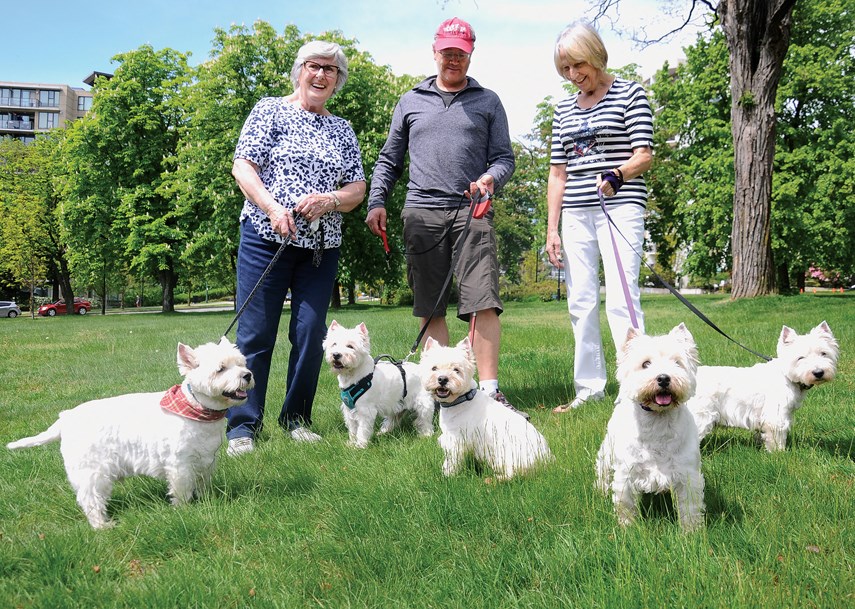 Westie Walk