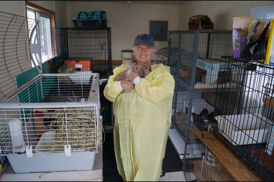 Rabbitats Rescue Society in Richmond trailer facility. May, 2018
