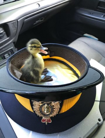 A duckling rescued from Highway 1 after its mother was killed sit in the forage cap of Const. Jonathan Gillis who transported the unfortunate bird to the Wildlife Rescue Association.