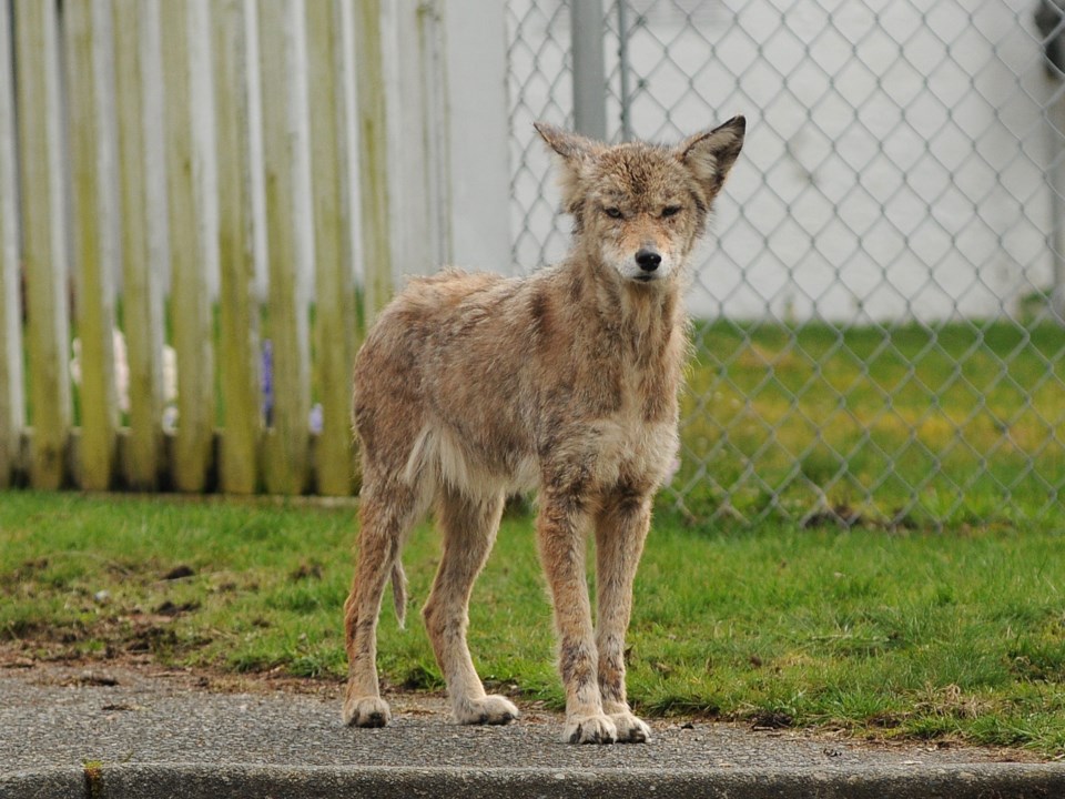 Springtime is birthing season for coyotes, and that means increased sightings across the city as mot
