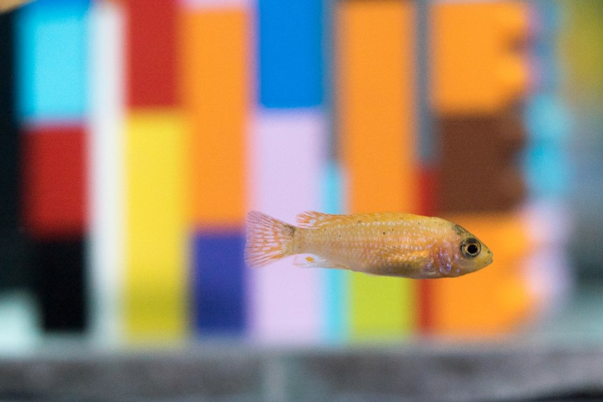 Cichlids swim through a Lego seascape in Vortex at the Vancouver Aquarium.