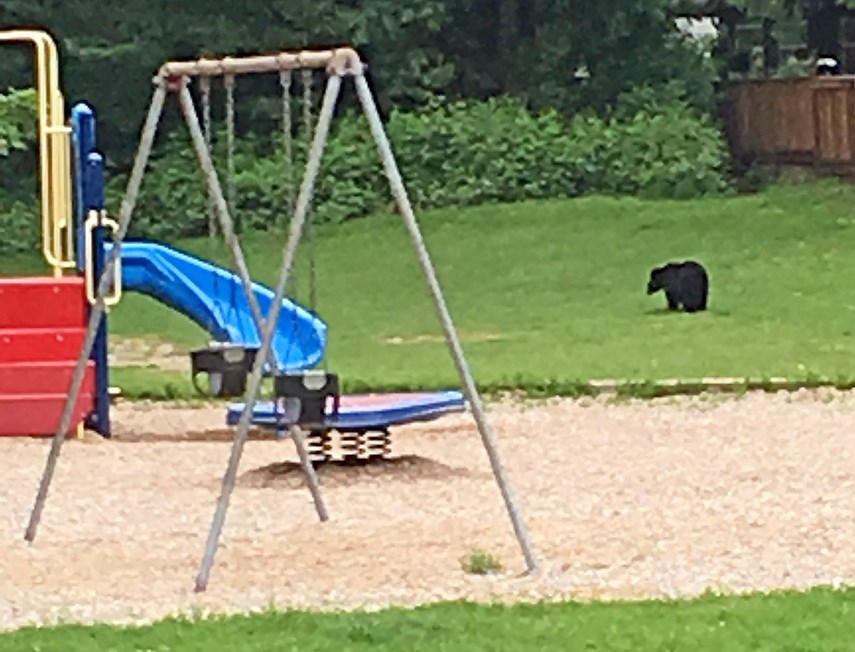 bear in playground