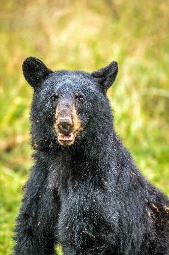 bear-shot-with-arrow.19_518.jpg