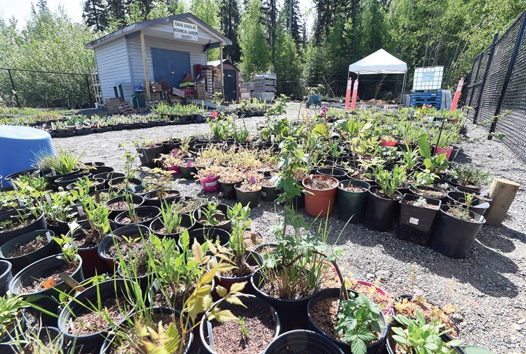 plants