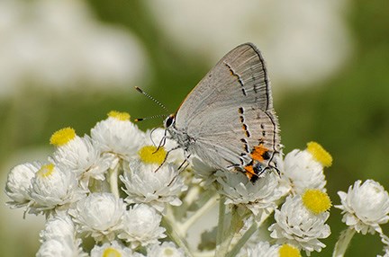Butterfly on the wildflowers