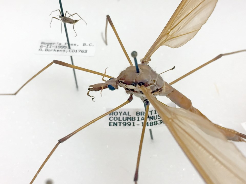 Crane fly-1000719.jpg