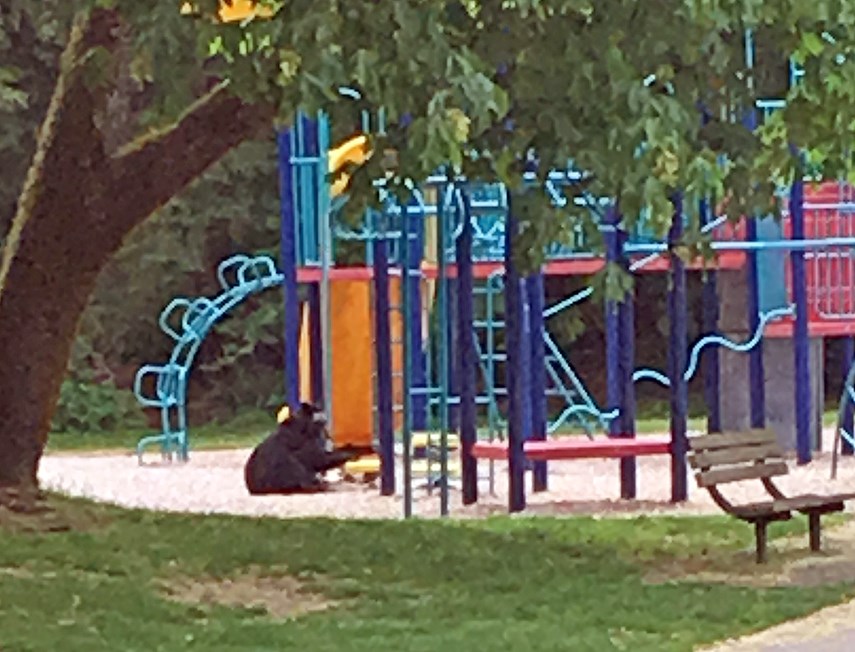 bear in playground