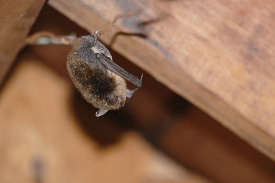 bats