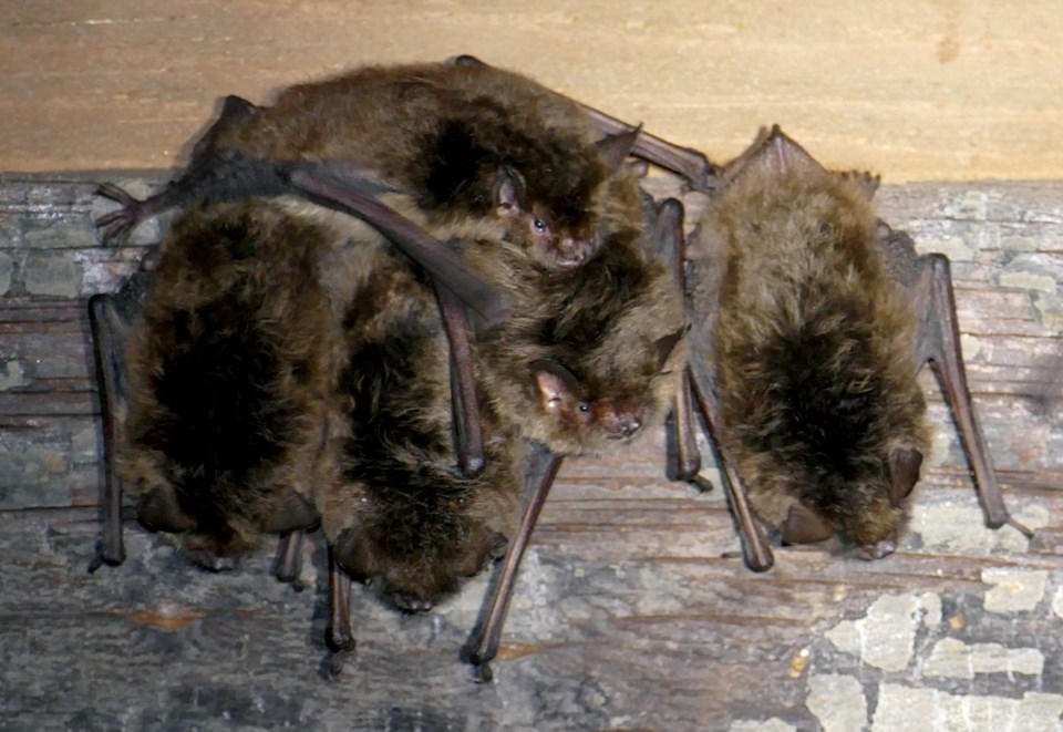 bats
