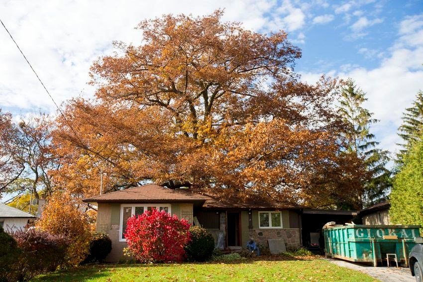 toronto red oak