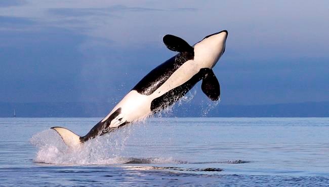 A female resident orca whale breaches while swimming in Puget Sound near Bainbridge Island as seen from a federally permitted research vessel Saturday, Jan. 18, 2014. The federal government is closing some recreational and commercial chinook fisheries on the West Coast in an effort to help save endangered southern resident killer whales. THE CANADIAN PRESS/AP-Elaine Thompson