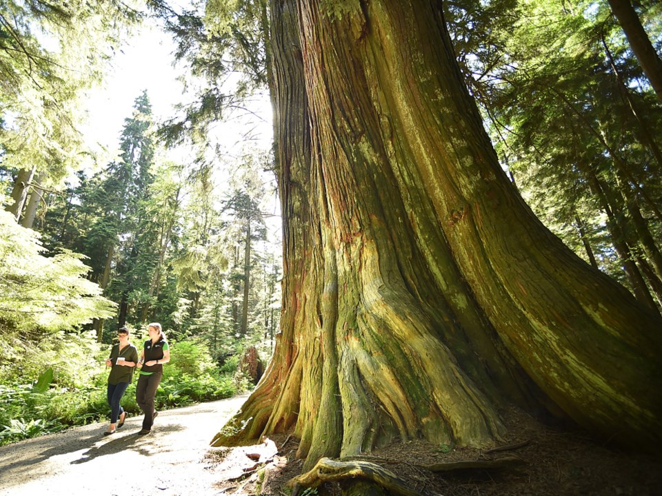 big trees