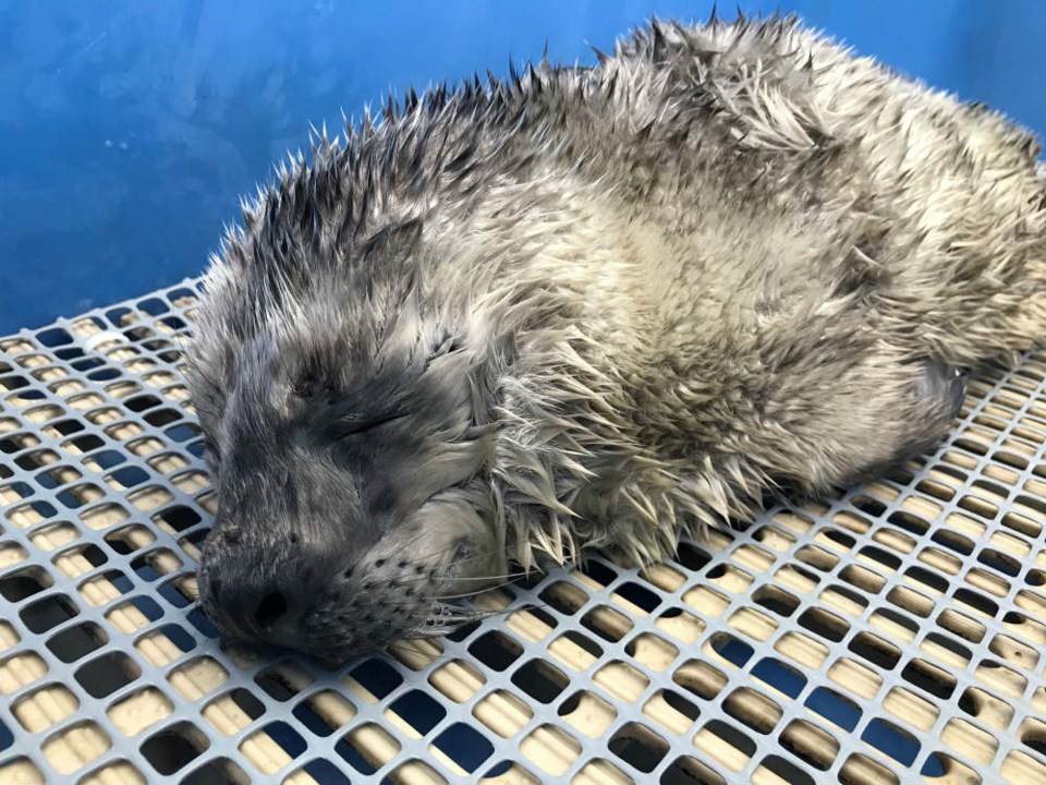 aquarium seal pup