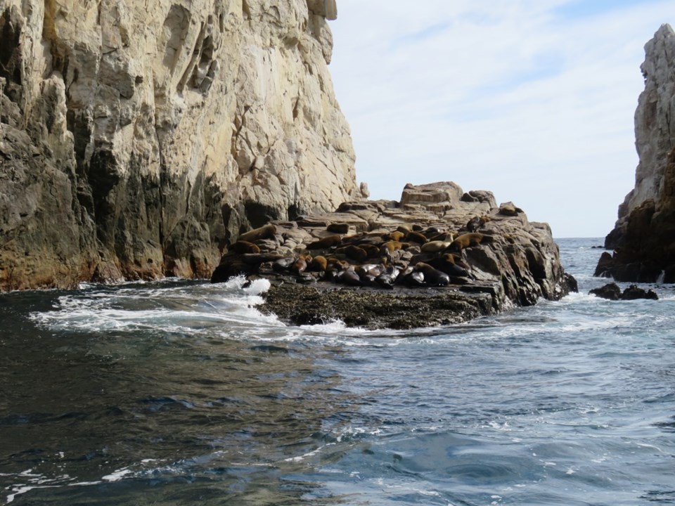 Sea lions