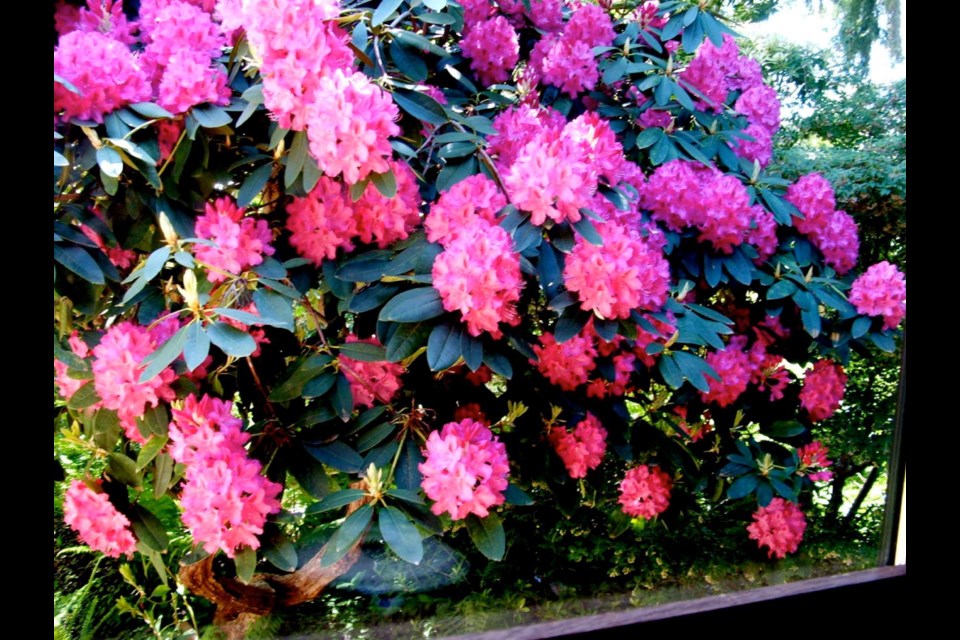 A Cynthia rhododendron, planted decades ago, fills the view from a kitchen window with flowers every May.
