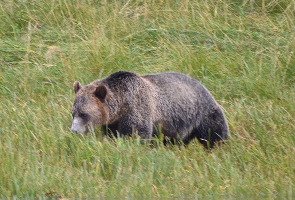 Knight Inlet Bear 2.jpg