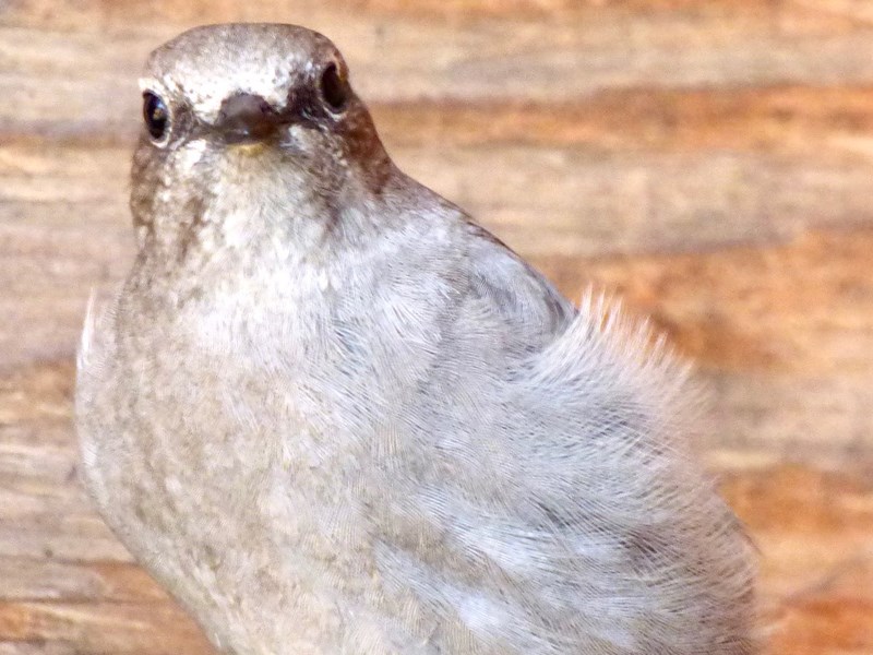 Townsend’s solitaire