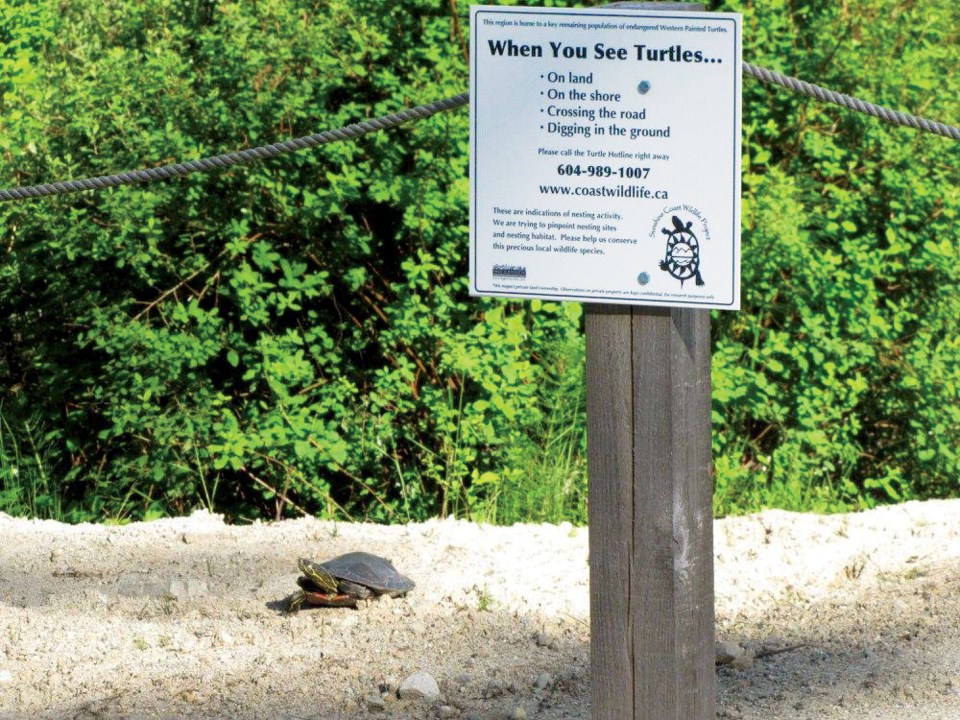 turtles