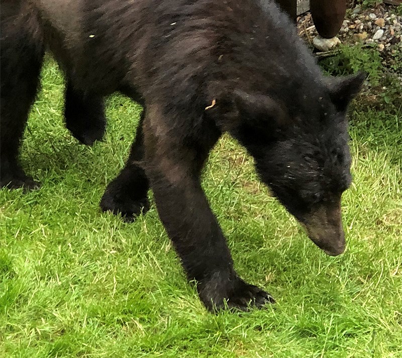 Bear