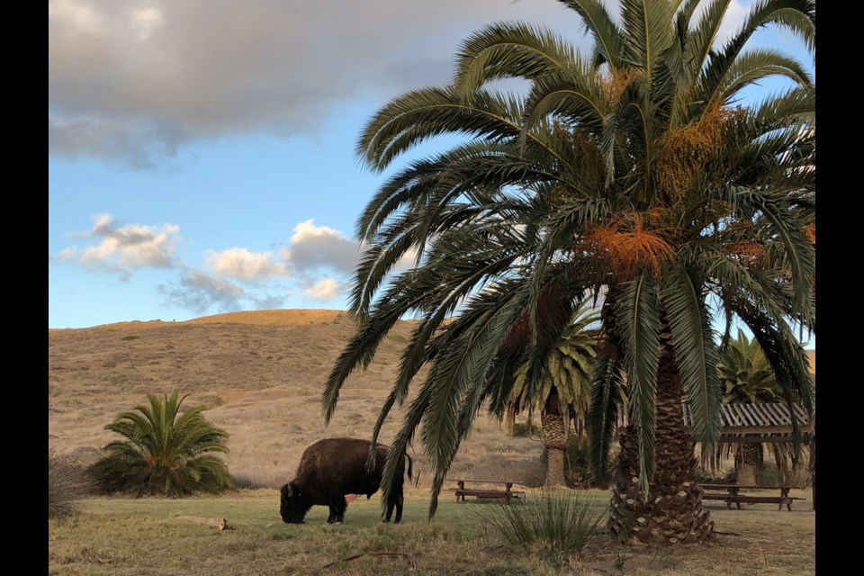 A bison grazes at Little Harbor Campground.