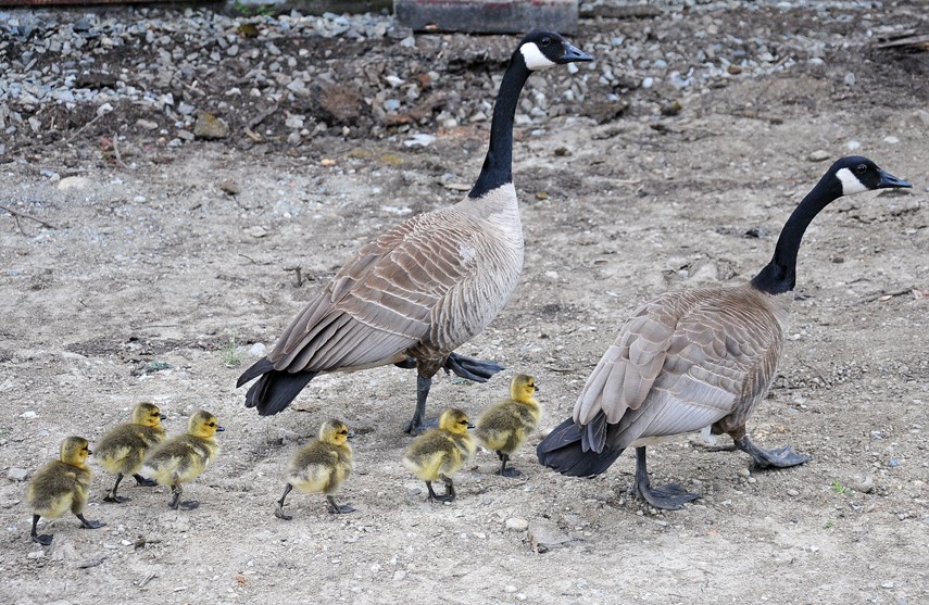 geese