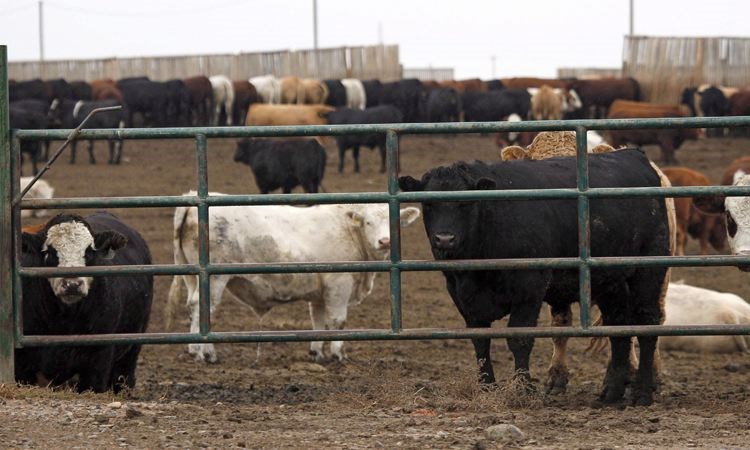 beef-packing-plant.05_64201.jpg