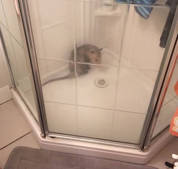 possum