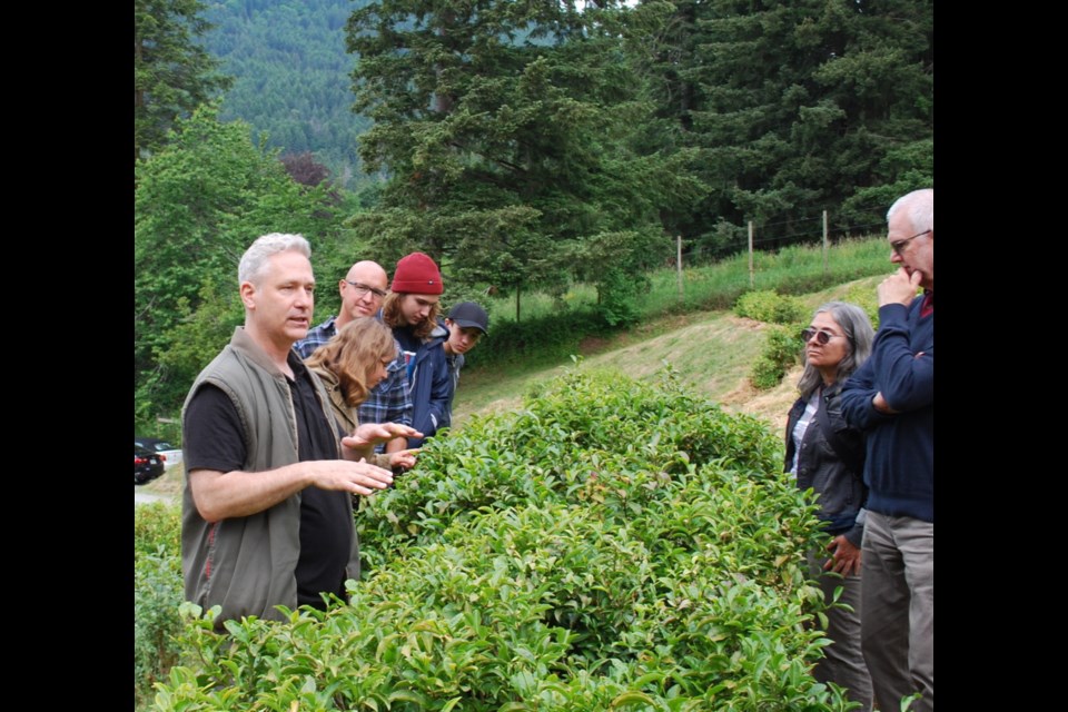 Victor Vesely, left, explains the tea growing and harvesting process to a group touring Westholme Tea Farm this past Sunday.