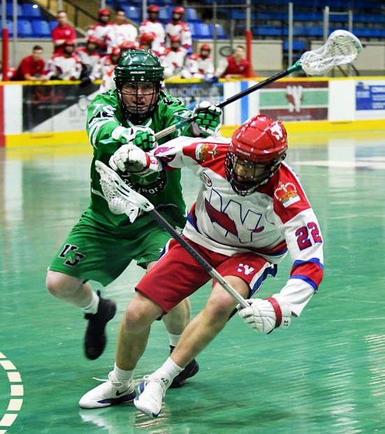 Salmonbellies