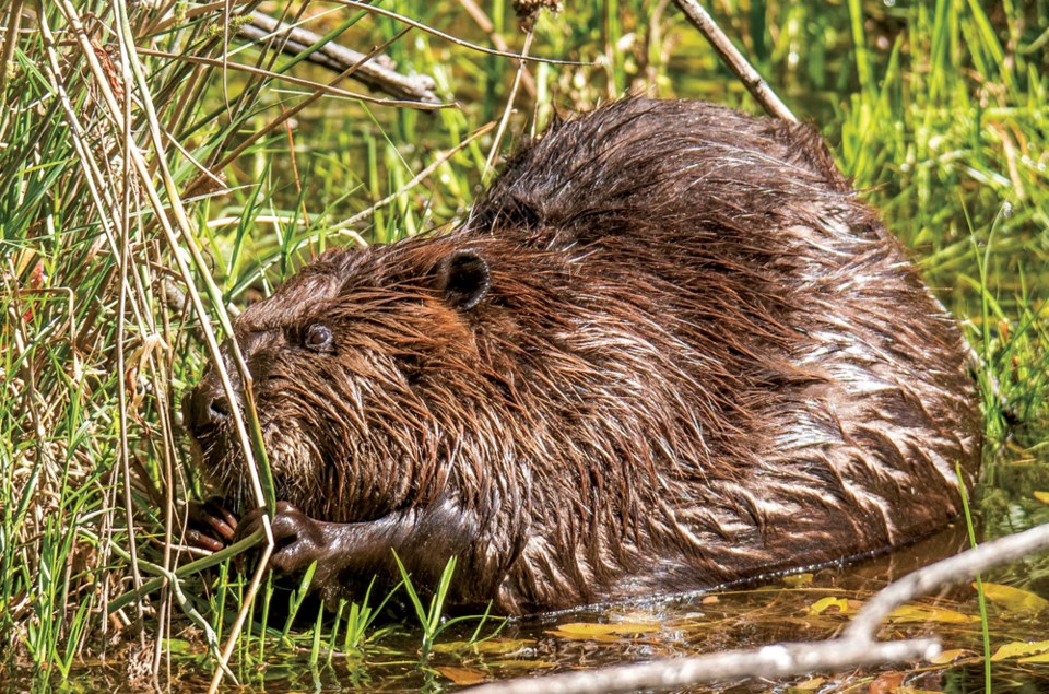 beaver