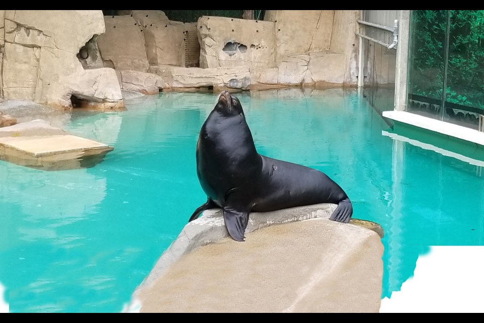 Señor Cinco, the California sea lion found seriously injured on Spanish Banks in May 2017, on Wednesday moved into a new long-term home at Vancouver Aquarium. Photo courtesy Vancouver Aquarium