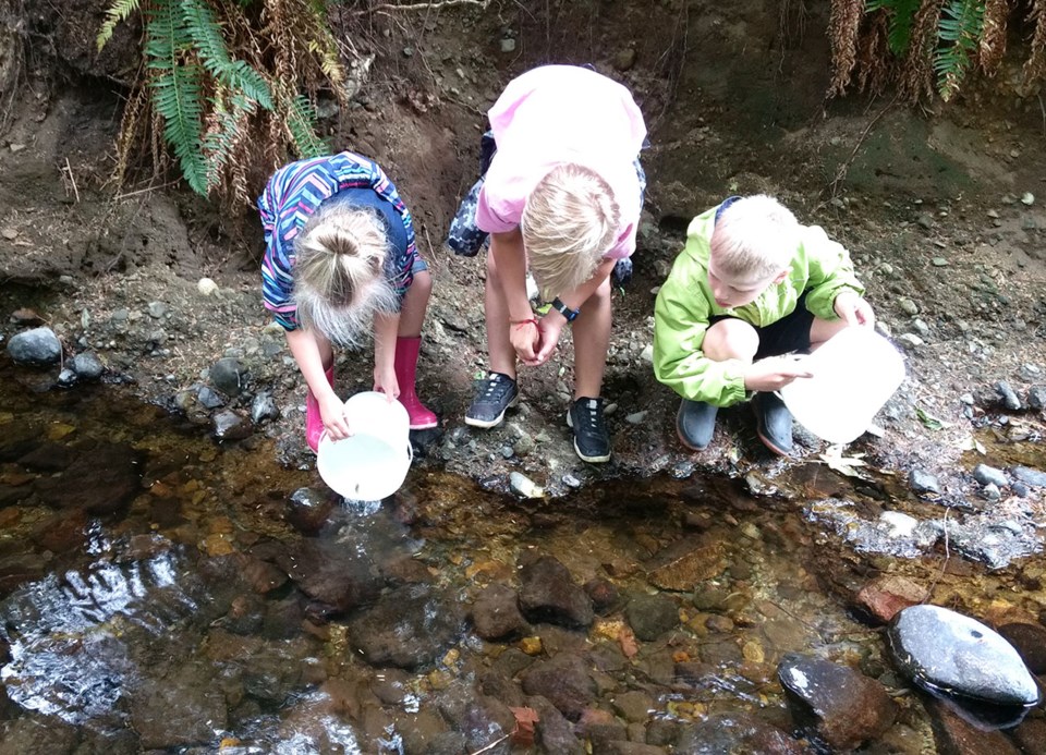 Salmon fry making a break for freedom Sunday afternoon.