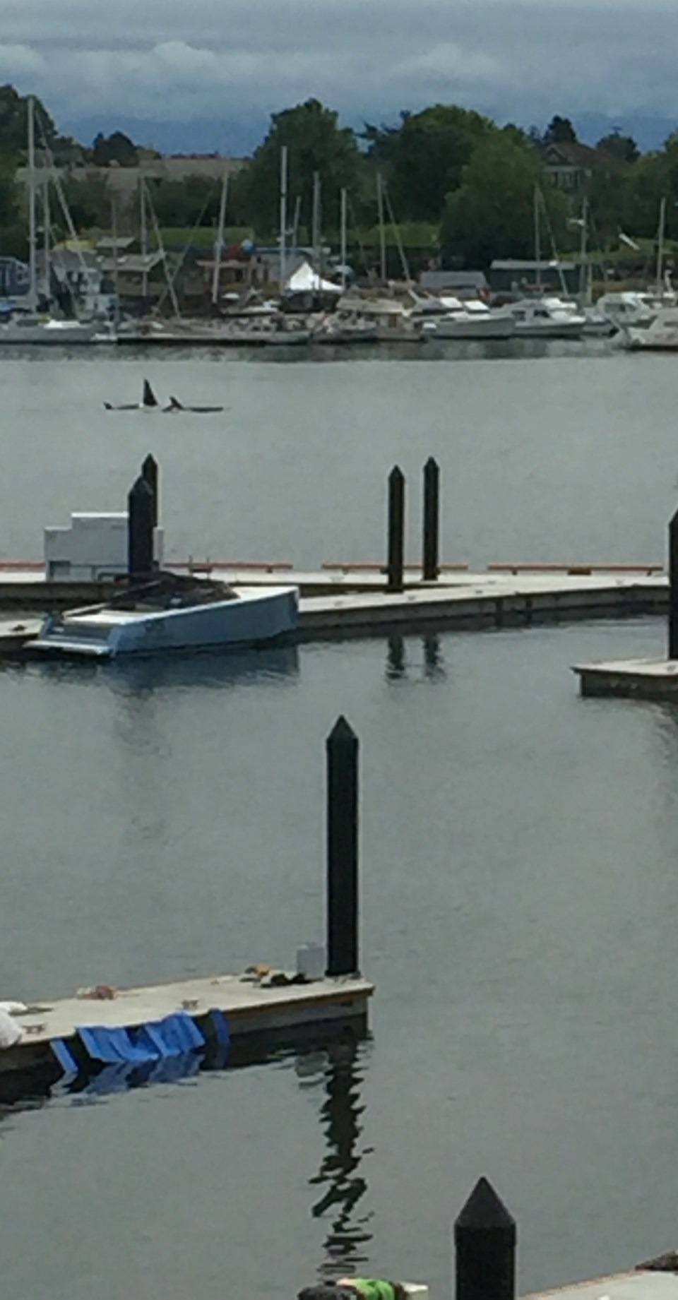 A pod of orcas visits the Inner Harbour on Thursday, June 7, 2018