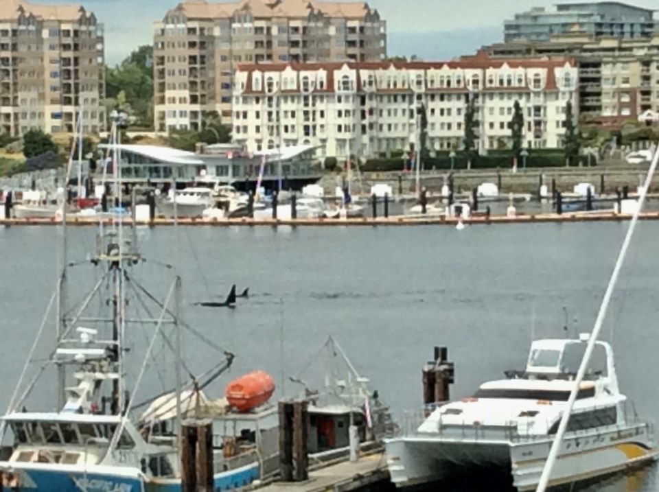 Orcas in Inner Harbour, June 7, 2018