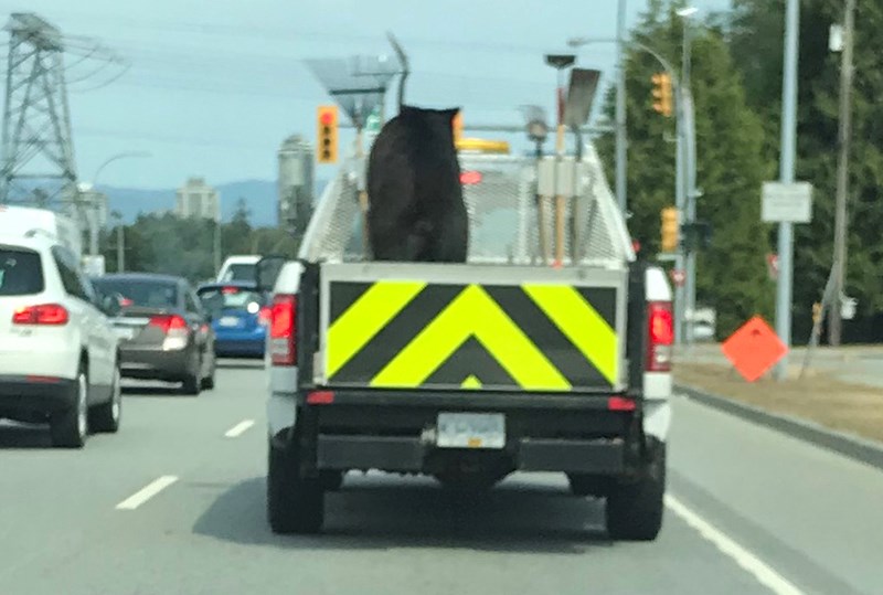 Hitchhiking bear