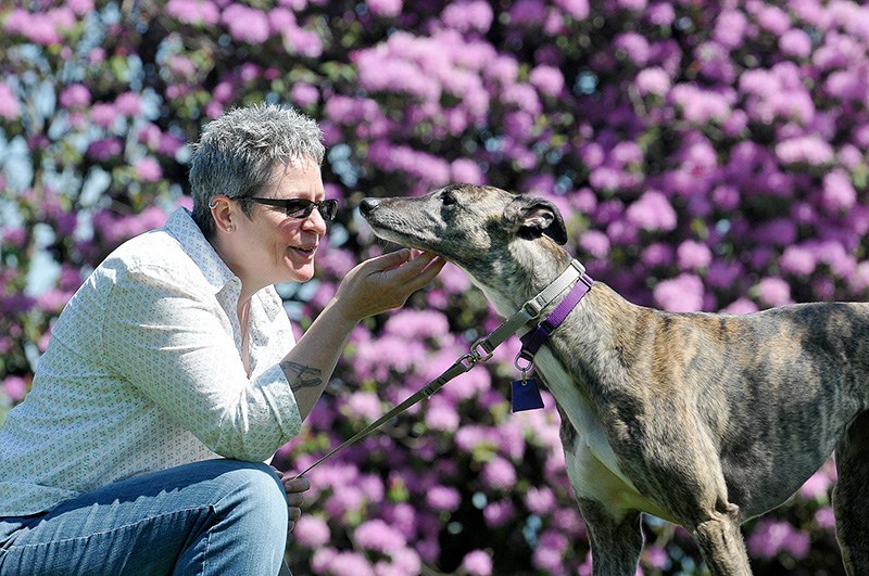 greyhound walk